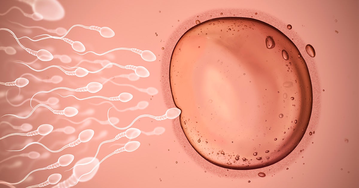 Where Does Fertilization Occur 10 Facts That May Surprise You