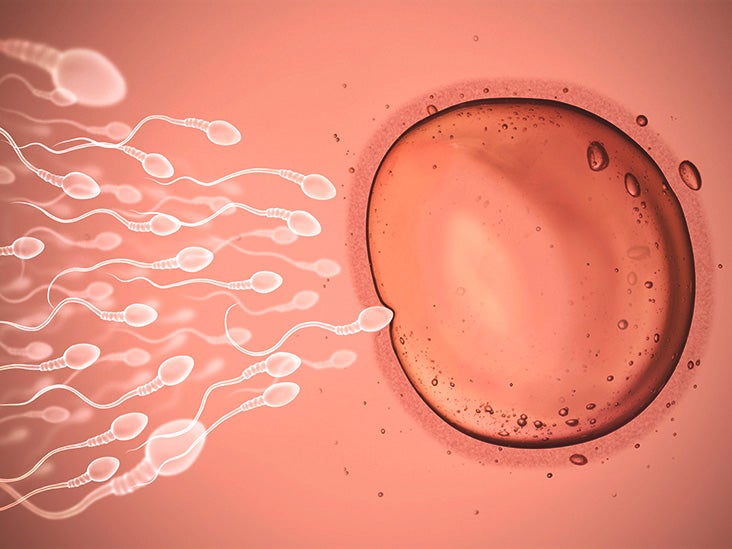 Where Does Fertilization Occur 10 Facts That May Surprise You