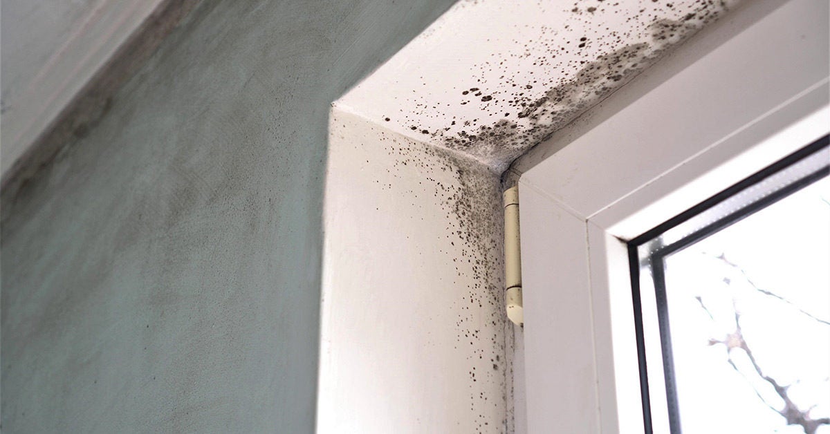 can i sell a house with mold