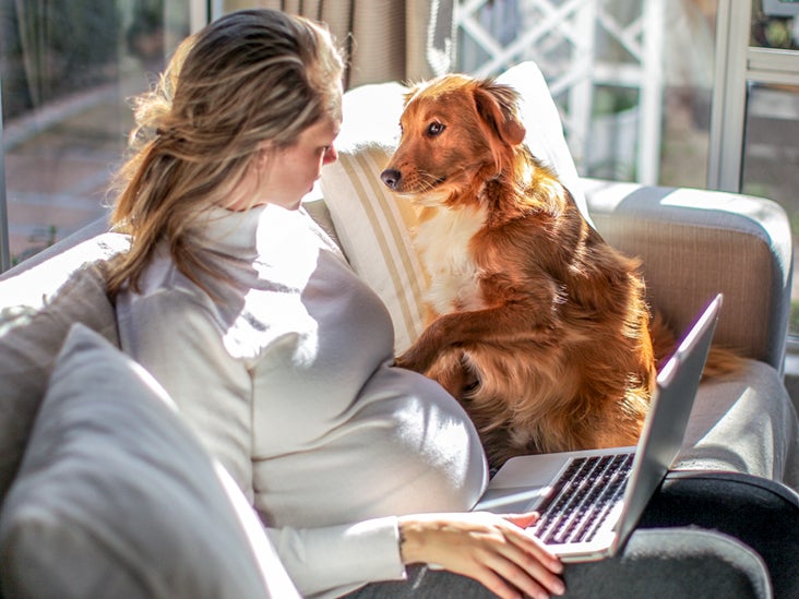 can-dogs-sense-pregnancy-predict-labor-research-says-maybe