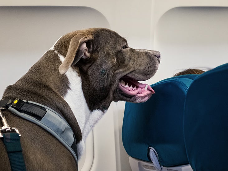 therapy dog flight