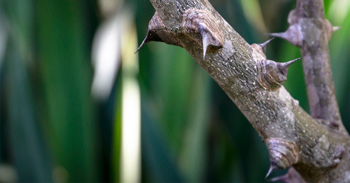 prickly-ash-benefits-dosage-and-side-effects