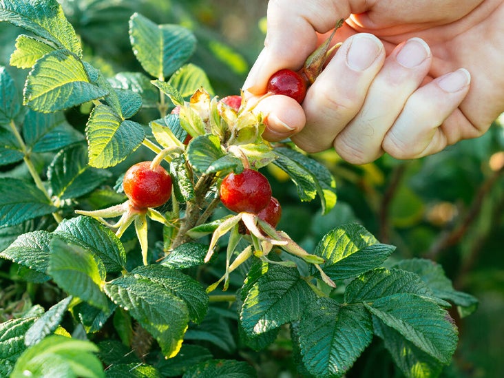 Rose Hips: Benefits, Forms, Uses, and Side Effects