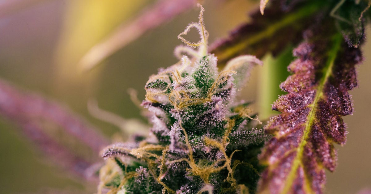 Can you overdose on marijuana separating myth from fact