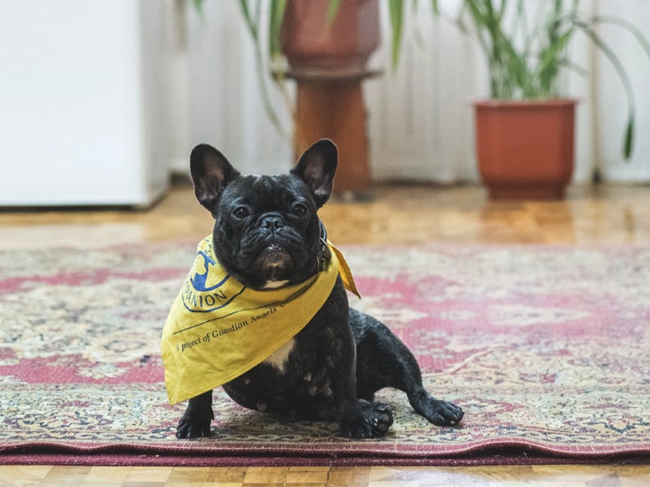 Fake Service Dogs Are Common For Good Reason Here S Why