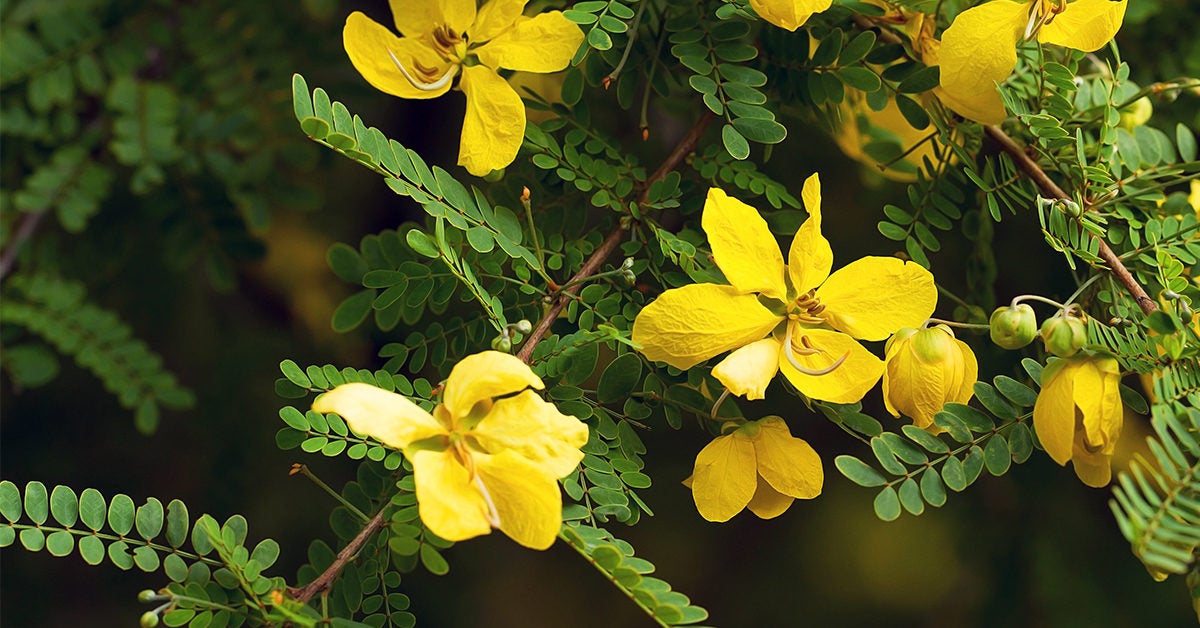 Senna Tea Benefits, Weight Loss, and Precautions