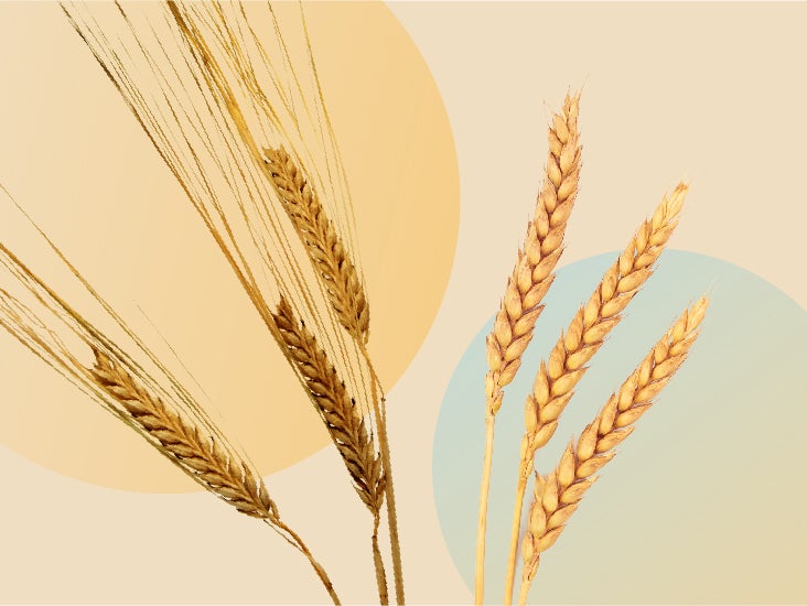 https://post.greatist.com/wp-content/uploads/2020/07/What%E2%80%99s-the-Difference-Between-Barley-and-Wheat-03-1.jpg