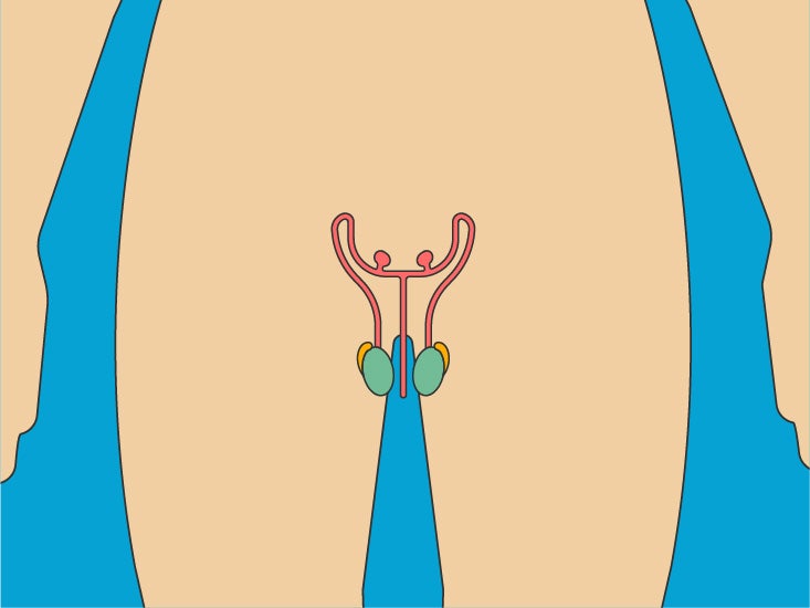 Male Reproductive Internal Organs Diagram Body Maps