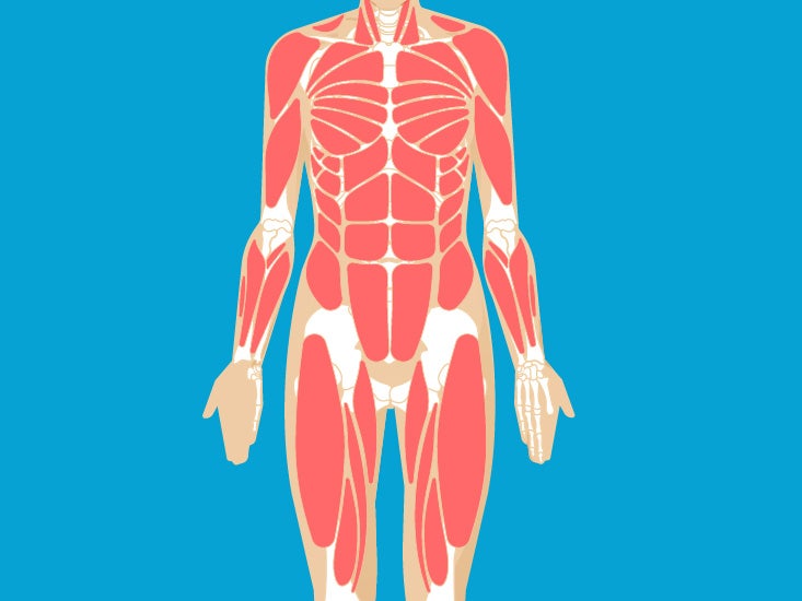 Gluteus Maximus Muscle Function, Origin & Anatomy | Body Maps