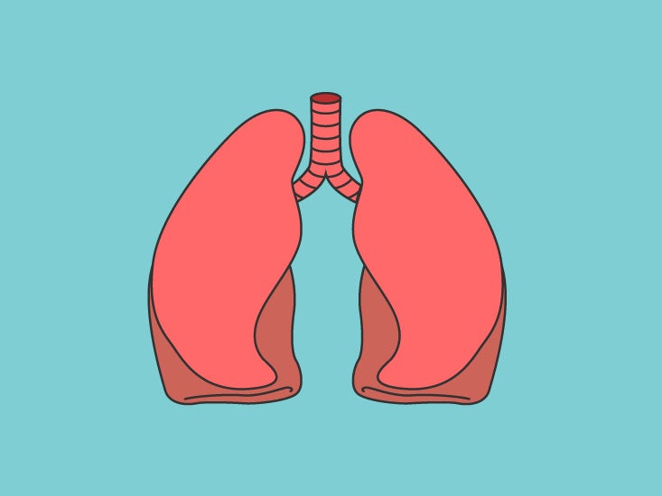 Lung Anatomy  Function  And Diagrams