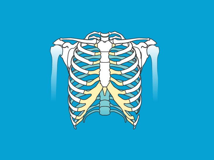 areas where two or more bones join together are