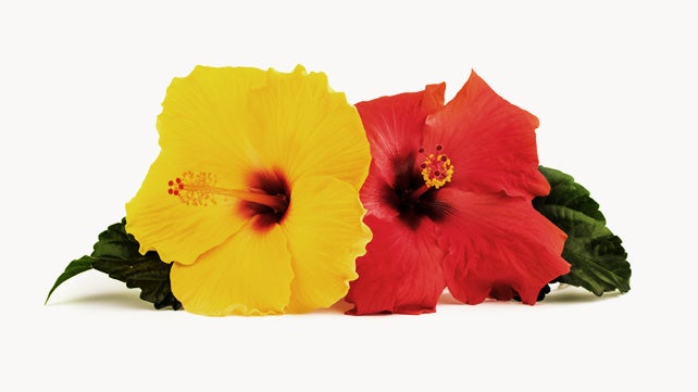 hibiscus