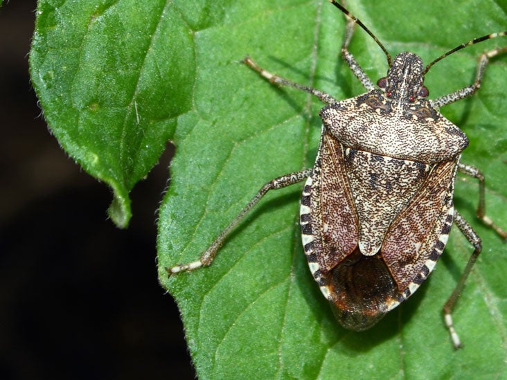 Do Stink Bugs Bite