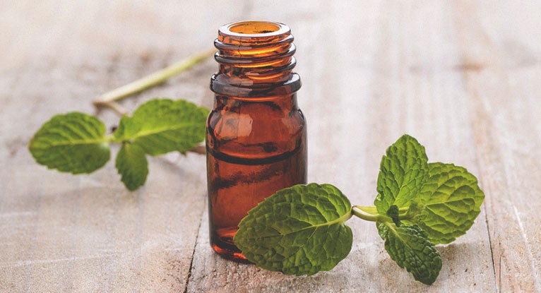 Does Peppermint Oil Repel Spiders?