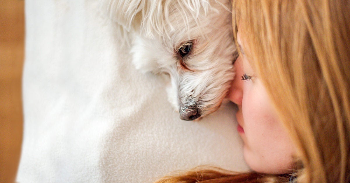 dog breath freshener pets at home