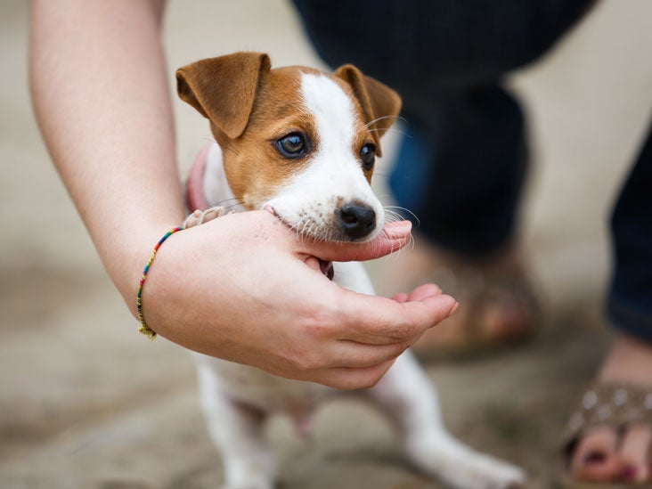 puppy bite rabies