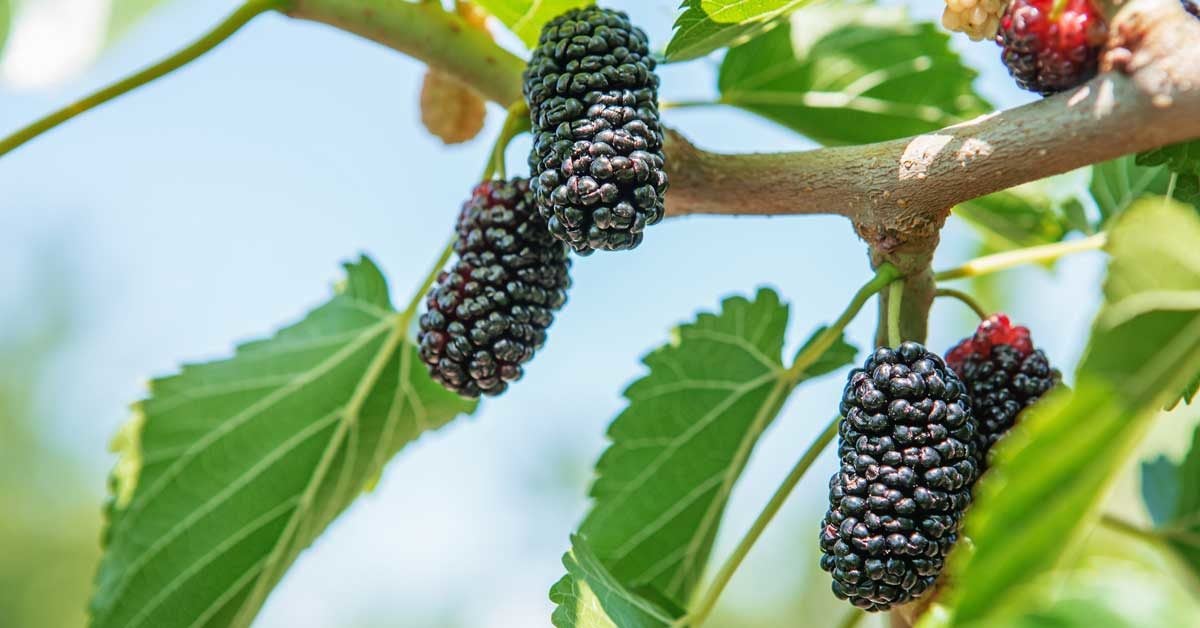 Mulberries 101: Nutrition Facts and Health Benefits