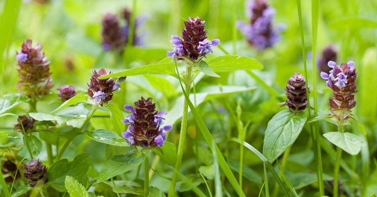 Prunella vulgaris Uses, Benefits, and Side Effects