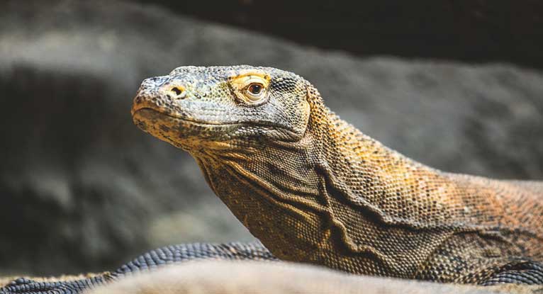 Bacteria Fight And Komodo Dragon Blood