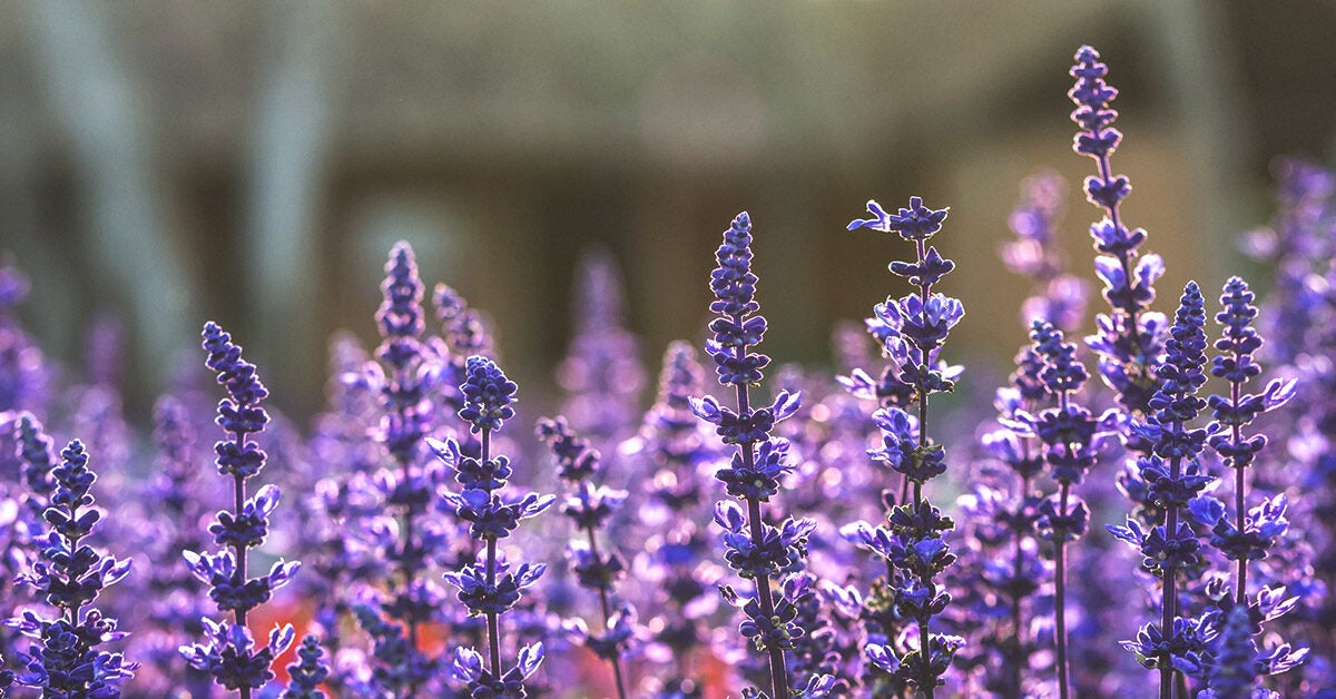18 Essential Oils for Anxiety