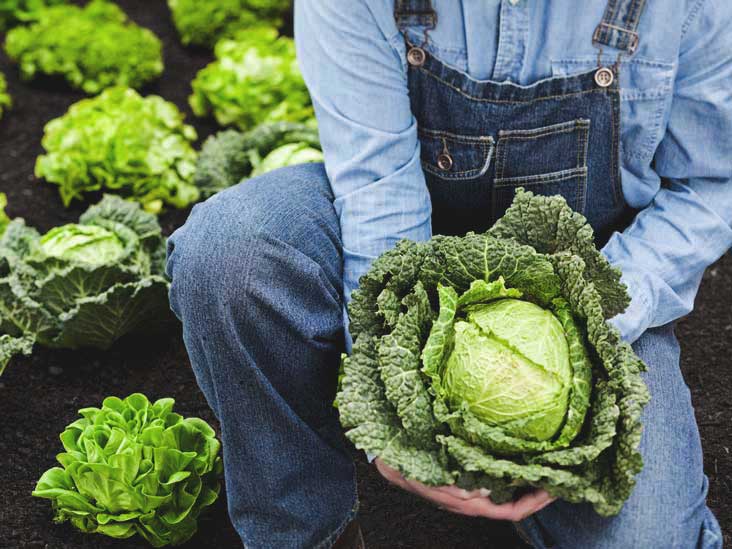 9 Impressive Health Benefits Of Cabbage