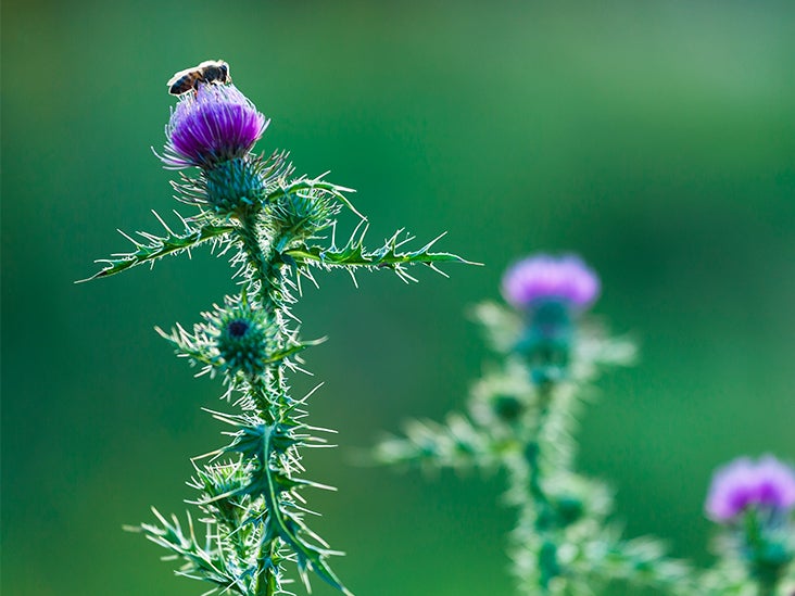 Does Milk Thistle Benefit Weight Loss