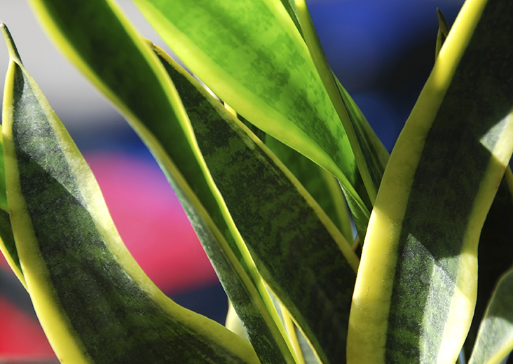 Air Purifying Indoor Plants 9 Kinds That Are Easy To Keep Alive