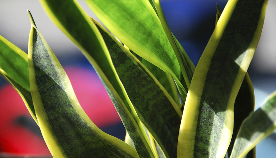 Air Purifying Indoor Plants 9 Kinds That Are Easy To Keep Alive