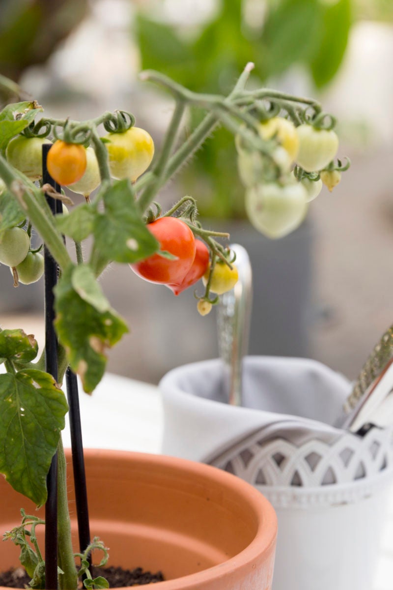 Growing Vegetables Indoors Is Easier Than You Think (Even in an Apartment)