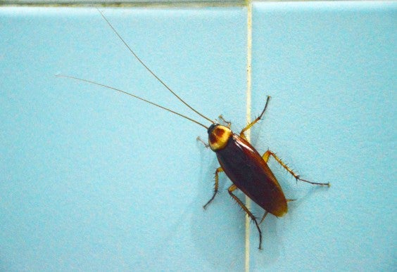 Cockroach on Blue Tile