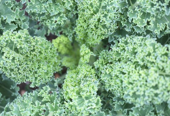 Best Foods for Inflammation