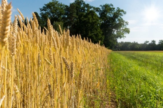 Wheat
