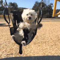 Puppy on a swing