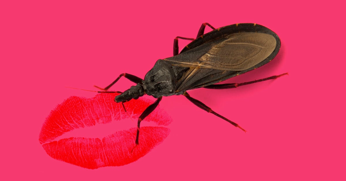 Kissing Bugs Why Theyre Dangerous