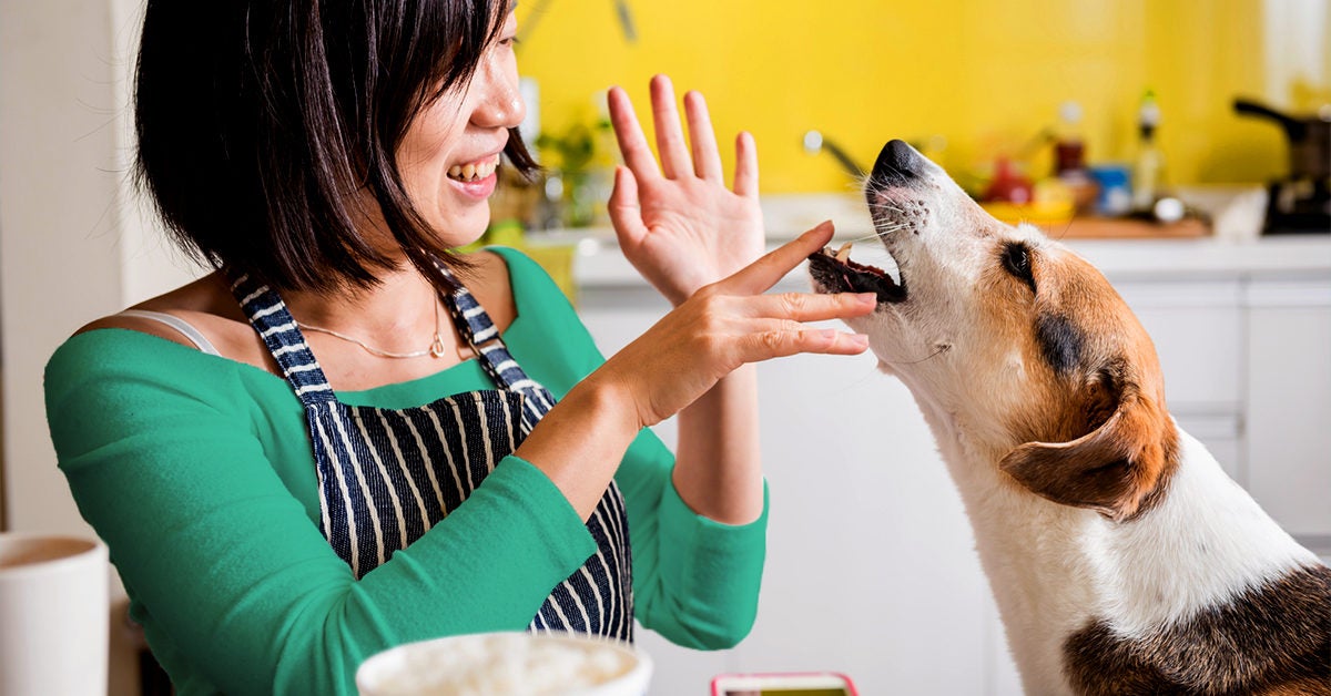 do dogs like warm food