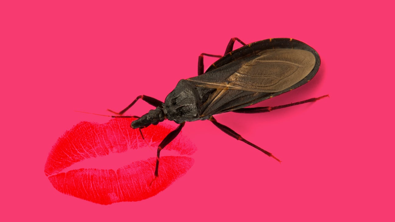 Kissing Bugs Why They're Dangerous