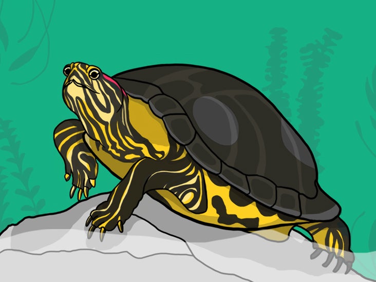 Why My Pet Turtle Is The Best Self-isolation Companion I Could Ask For