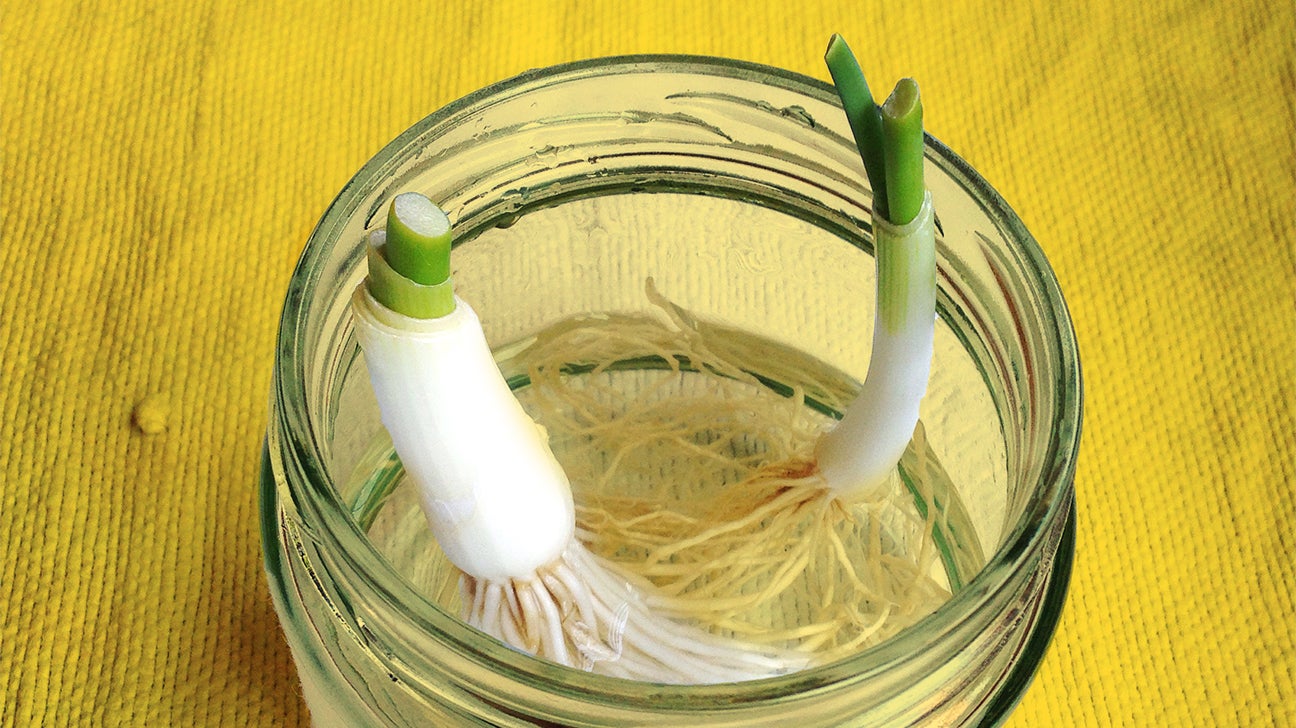 11 Indoor Vegetables and Herbs You Can Regrow Without Soil