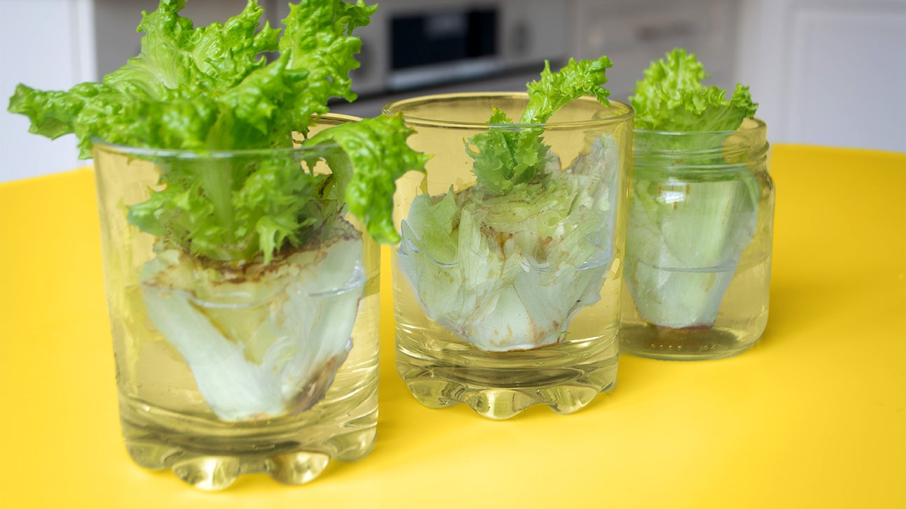 11 Indoor Vegetables and Herbs You Can Regrow Without Soil