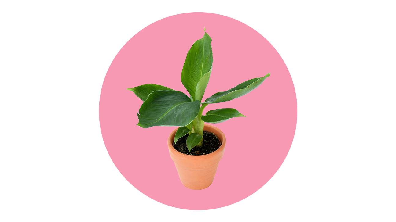 23 PetSafe Plants That Are Nontoxic