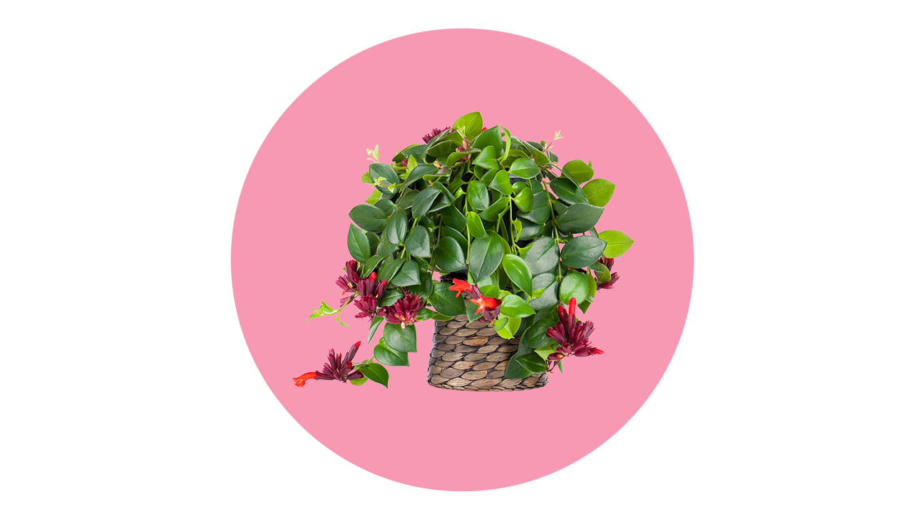 23 PetSafe Plants That Are Nontoxic