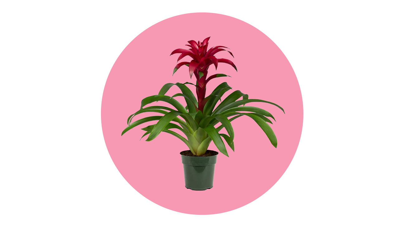 is bromeliad toxic to dogs