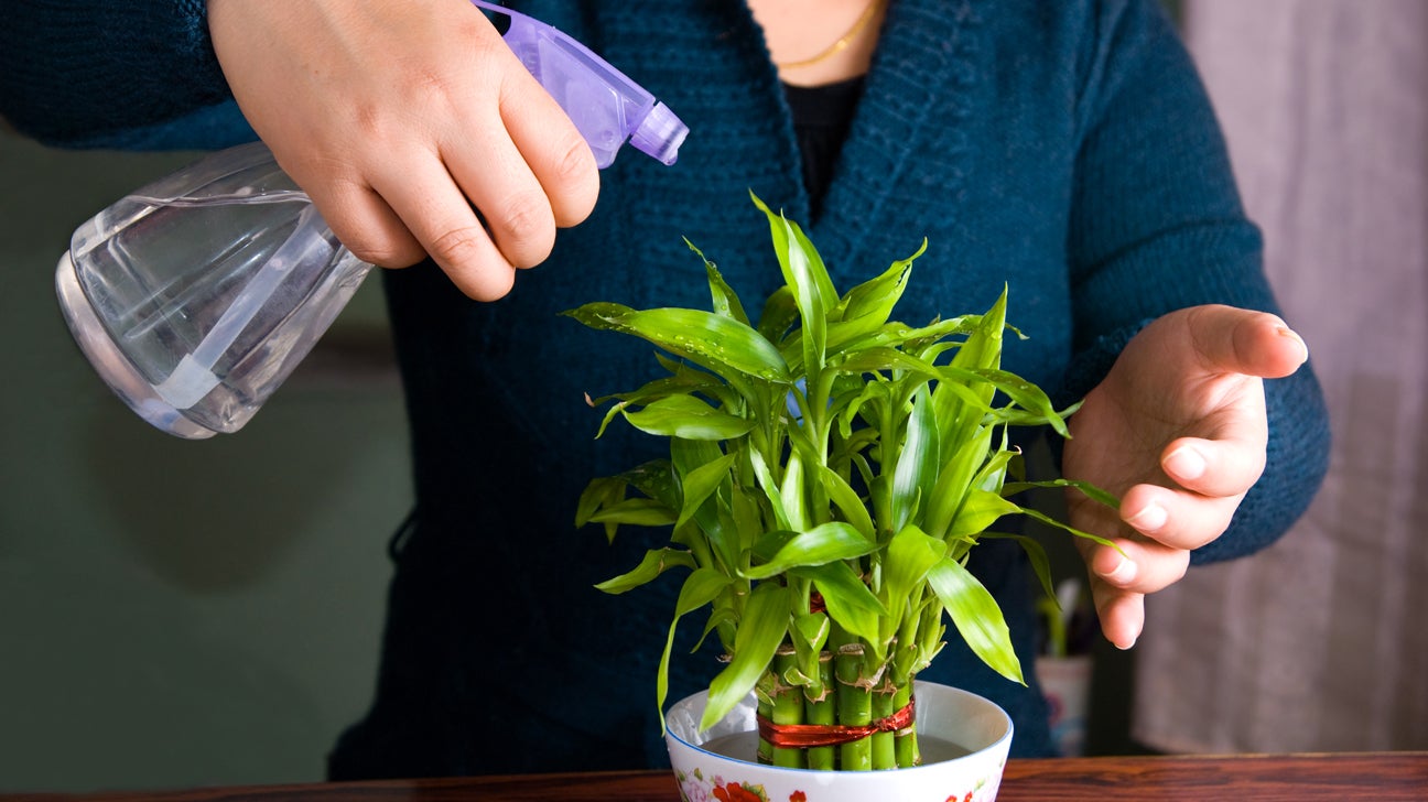 21 Indoor Plants That Thrive in Low Light