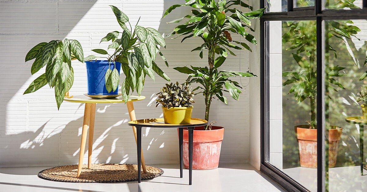 Decorating with Plants: How to Transform Your Pad Into a Lush Oasis