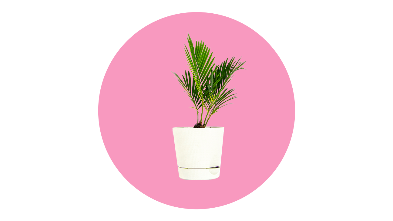 23 Easy, Breezy, Beautiful Houseplants and How to Care for Them