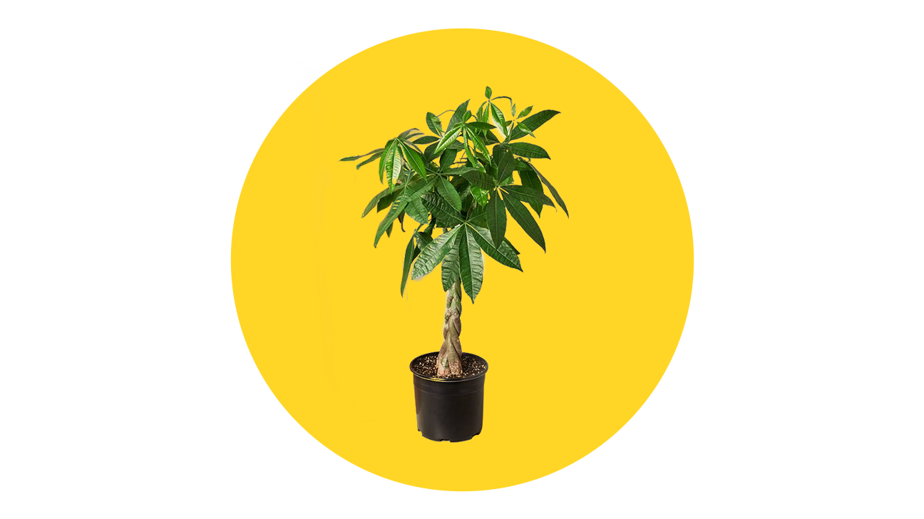 13 Plants Delivery Services That Order Straight to Your Door Step