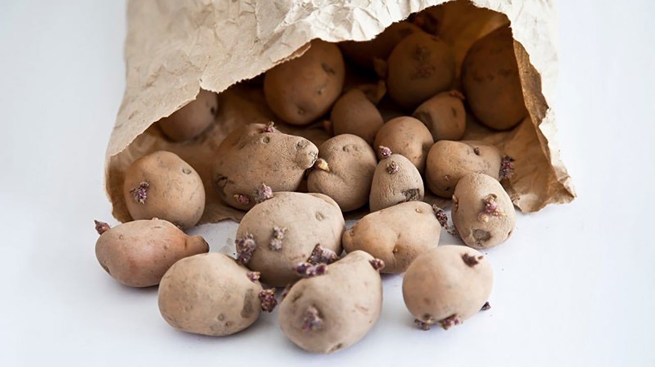 Are Sprouted Potatoes Poisonous? LaptrinhX / News
