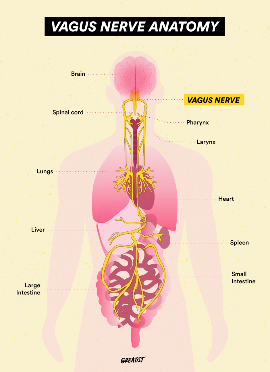 vagus nerve diagram