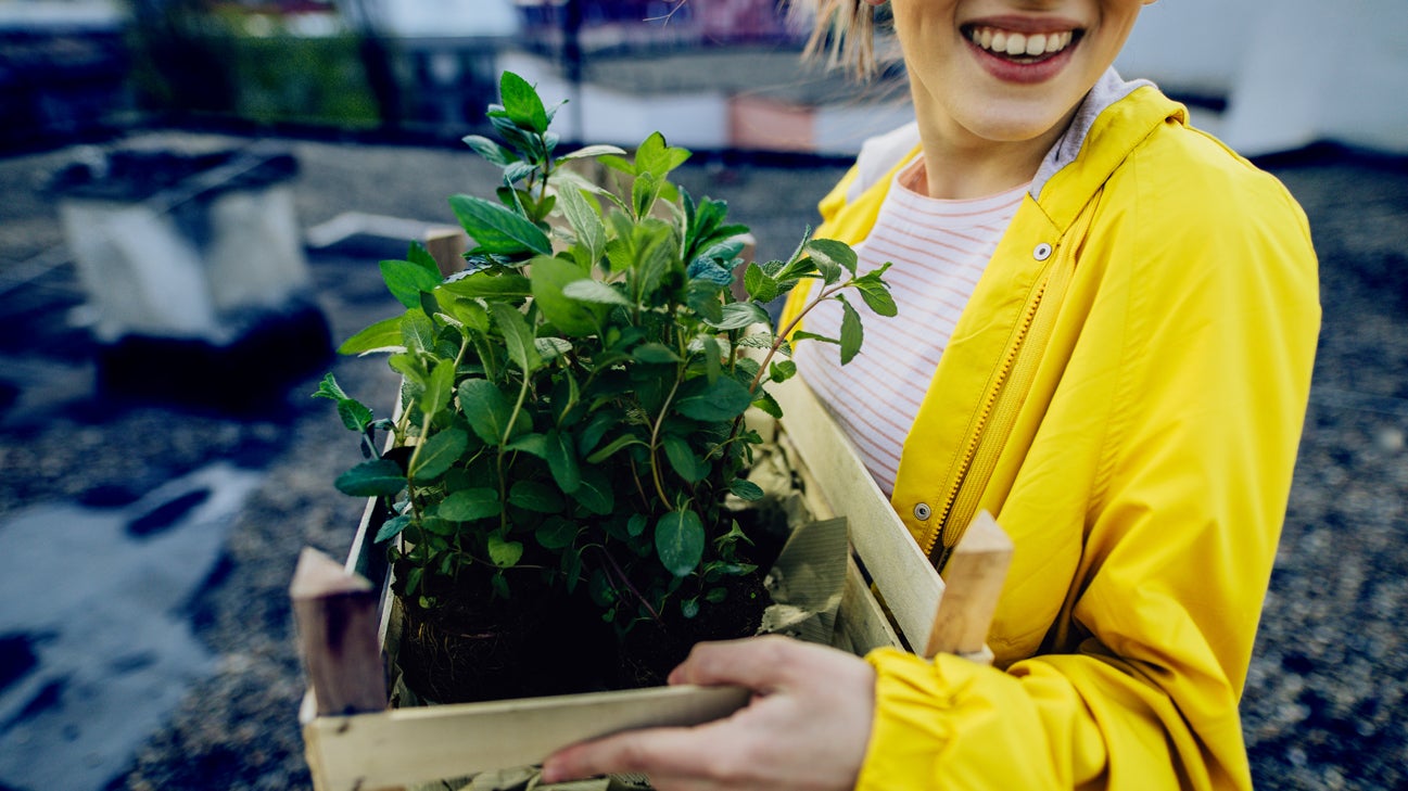 woman carries plant on the way to victory garden header