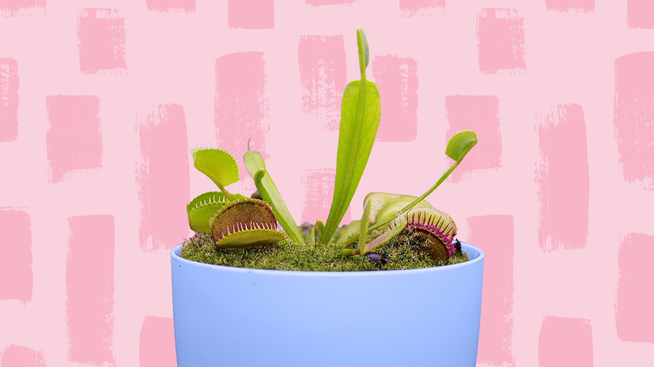 carnivorous houseplants